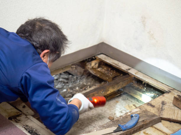 Best Crawl Space Mold Removal  in Hanceville, AL