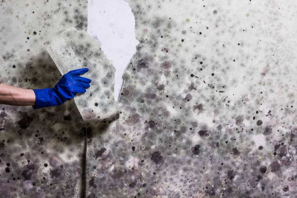 Best Local Mold Removal Service  in Hanceville, AL