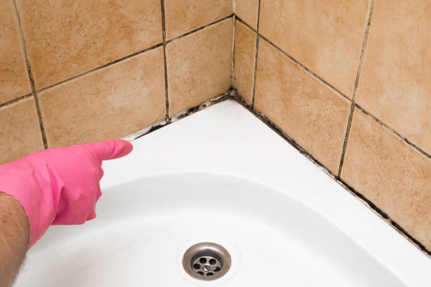 Best Home Mold Removal  in Hanceville, AL